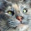 col_cat_tales